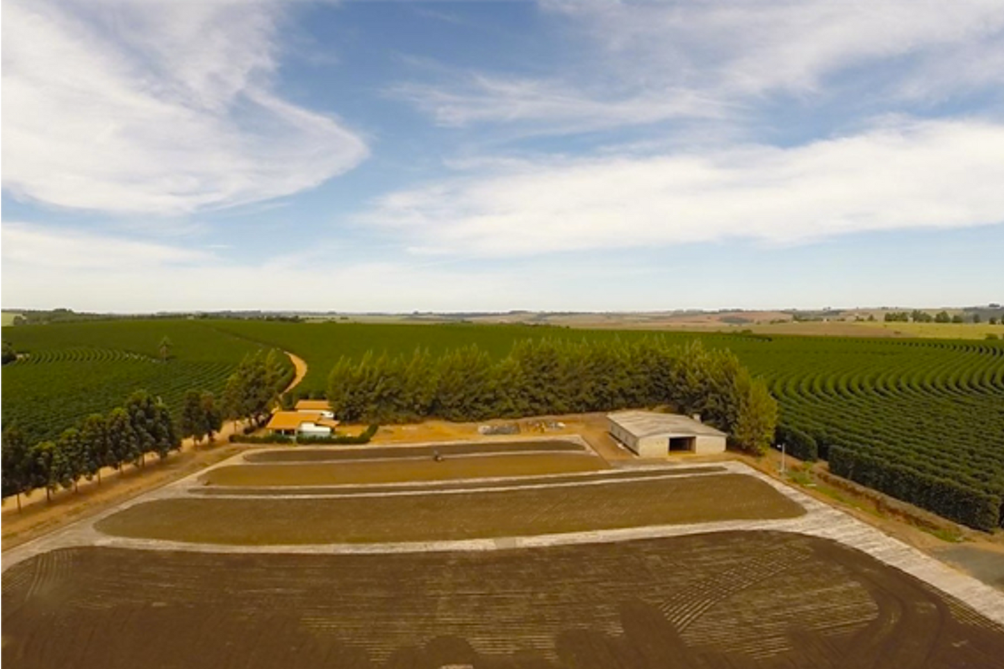 Café de Especialidade BRASIL - Cerrado Mineiro - Natural