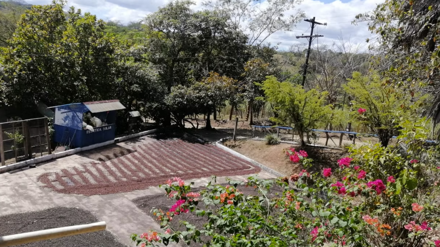 Costa Rica Guanacaste Speciality Coffee - Washed