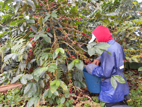 Café de Especialidade da Colombia (Cauca) - Natural