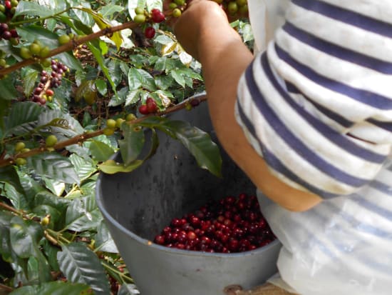 Café de Especialidade da Colombia (Cauca) - Natural