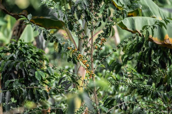 Café de Especialidade da COLOMBIA (Microlot) Huila - Lavado