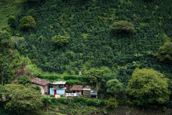 Café de Especialidade da COLOMBIA (Microlot) Huila - Lavado