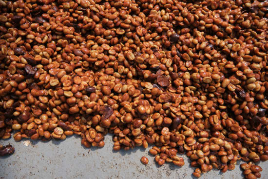 Specialty Coffee from Costa Rica - Central Valley - Red Honey