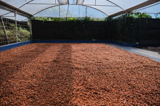 Specialty Coffee from Costa Rica - Central Valley - Red Honey