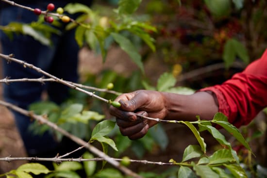 Café de Especialidade do RUANDA - CYATO - Lavado