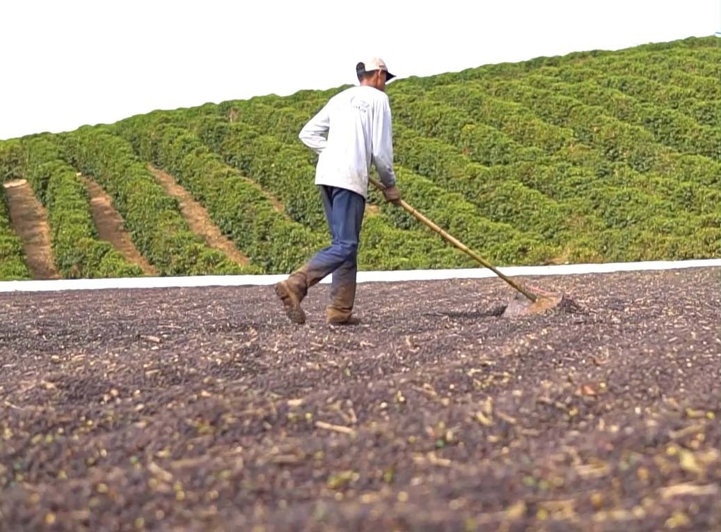 Café de Especialidade  BRASIL - Minas Gerais - Natural