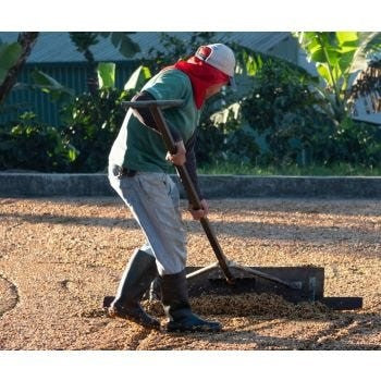 Café de Especialidade da Costa Rica - Lavado