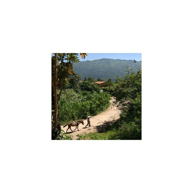 Specialty Coffee from GUATEMALA - Lavado