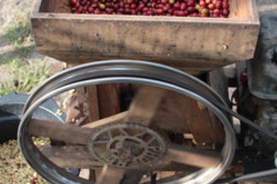 Café de Especialidade  da INDONESIA (Sumatra) - Natural