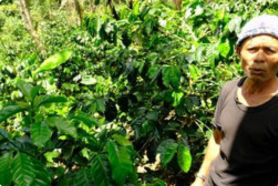 Café de Especialidade  da INDONESIA (Sumatra) - Natural