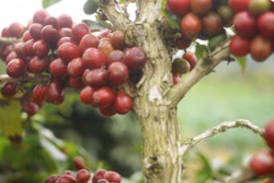 Café de Especialidade  da INDONESIA (Sumatra) - Natural