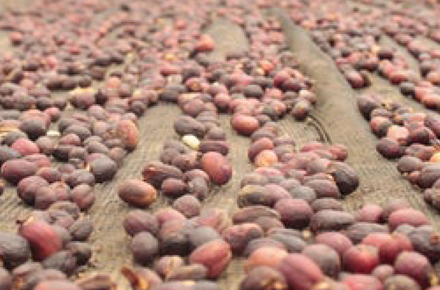 Café de Especialidade  da INDONESIA (Sumatra) - Natural