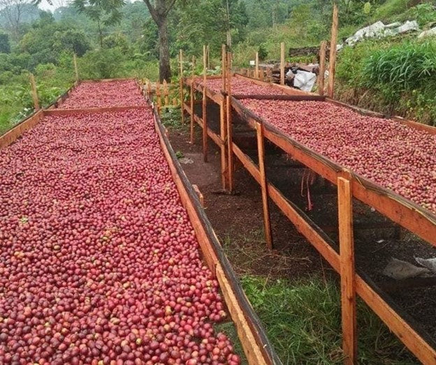 Café de Especialidade  da INDONESIA (West Sumatra)- Honey