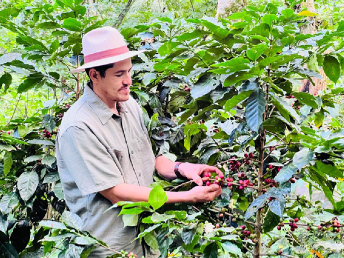 Café de Especialidade NICARAGUA - Natural