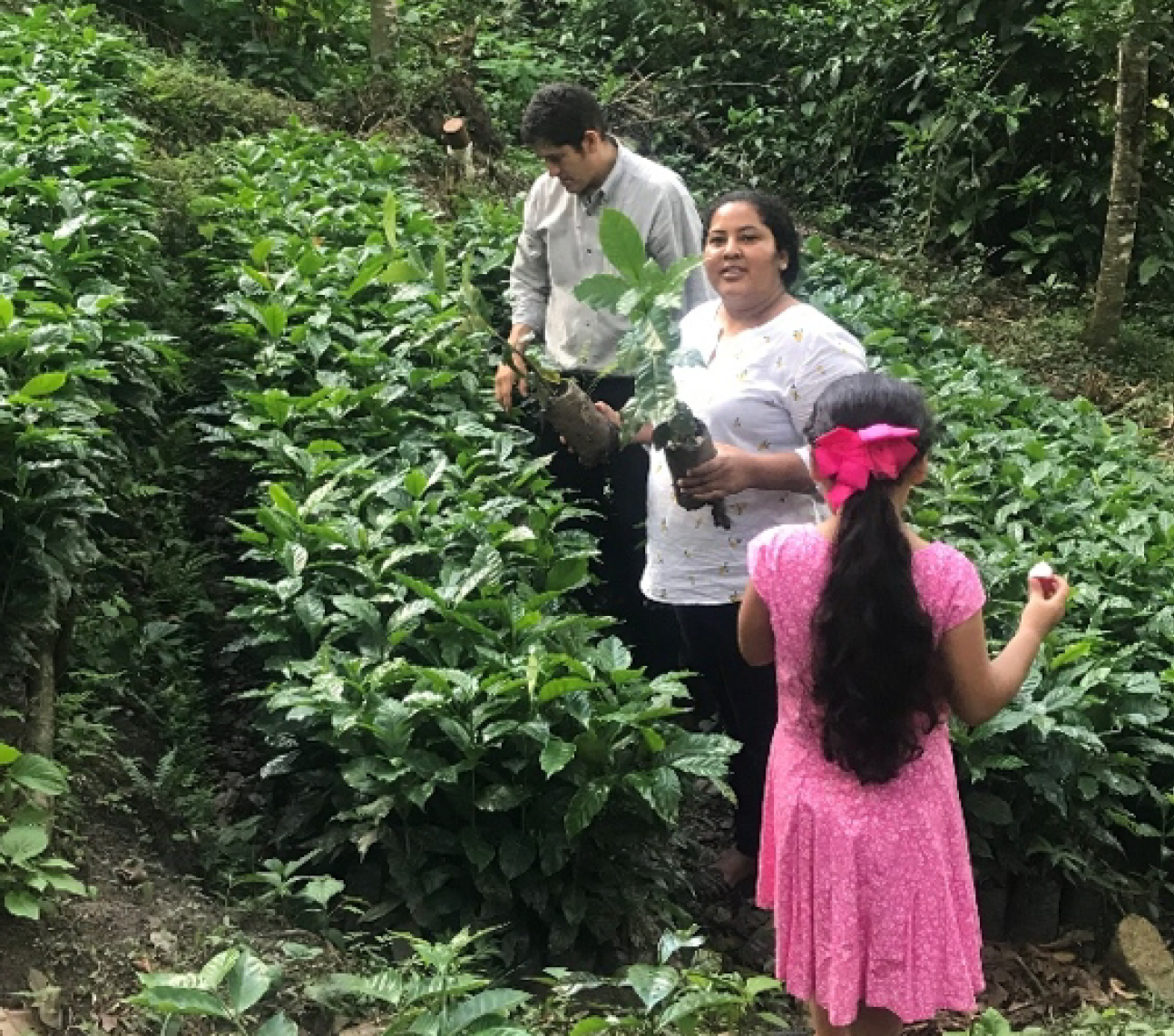 Café de Especialidade NICARAGUA - Natural