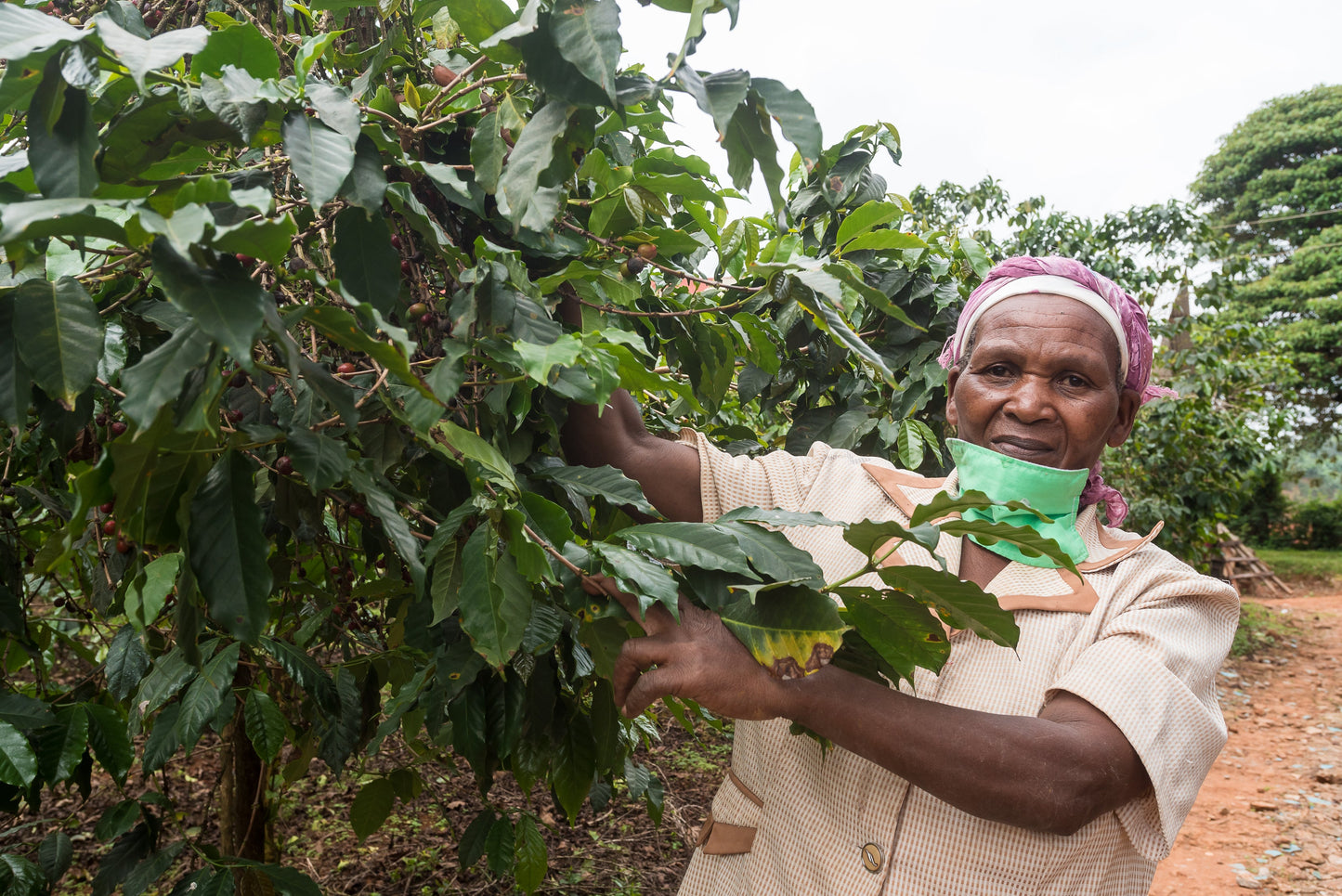 Café de Especialidade do KENYA - Gatina Nyeri - Lavado