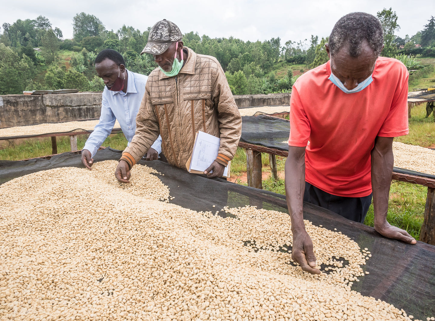 Café de Especialidade do KENYA - Gatina Nyeri - Lavado