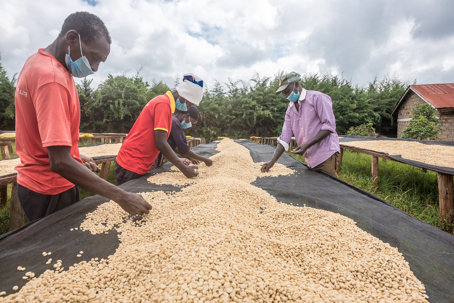 Café de Especialidade do KENYA - Gatina Nyeri - Lavado