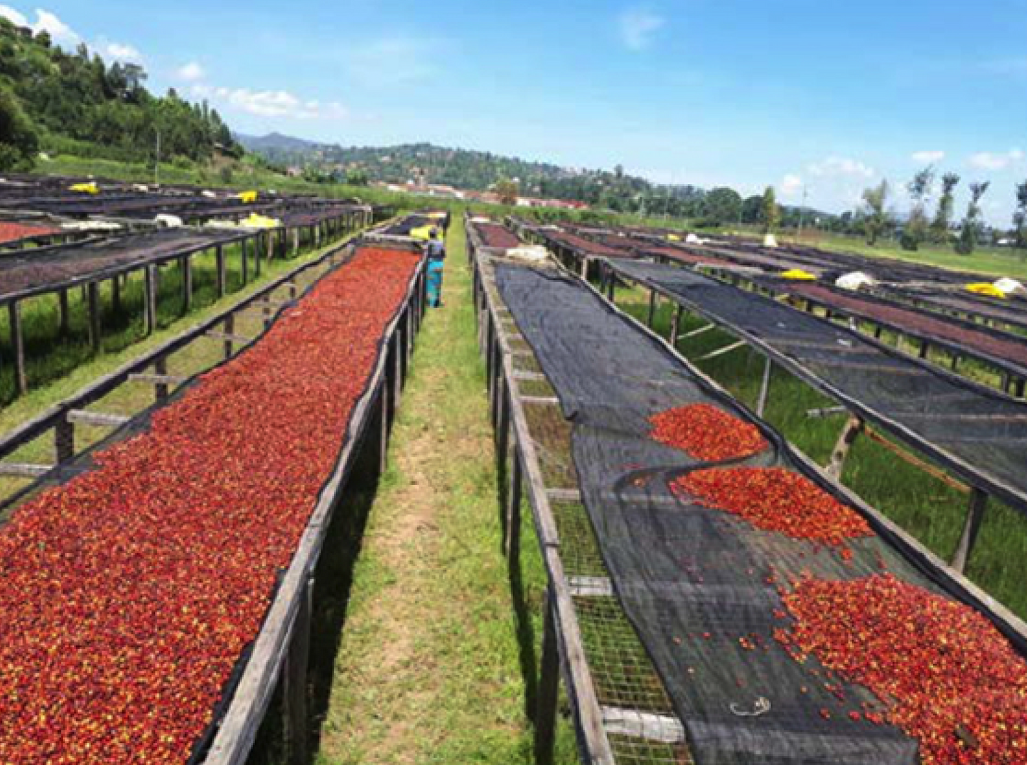 Café de Especialidade do RUANDA (Kirambo) - Natural