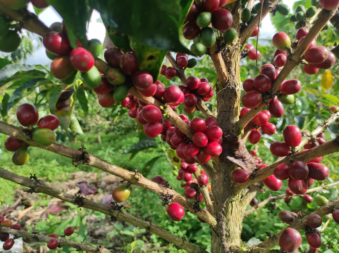 COLOMBIA Specialty Coffee - HUILA - Lavado (Long Fermentation)