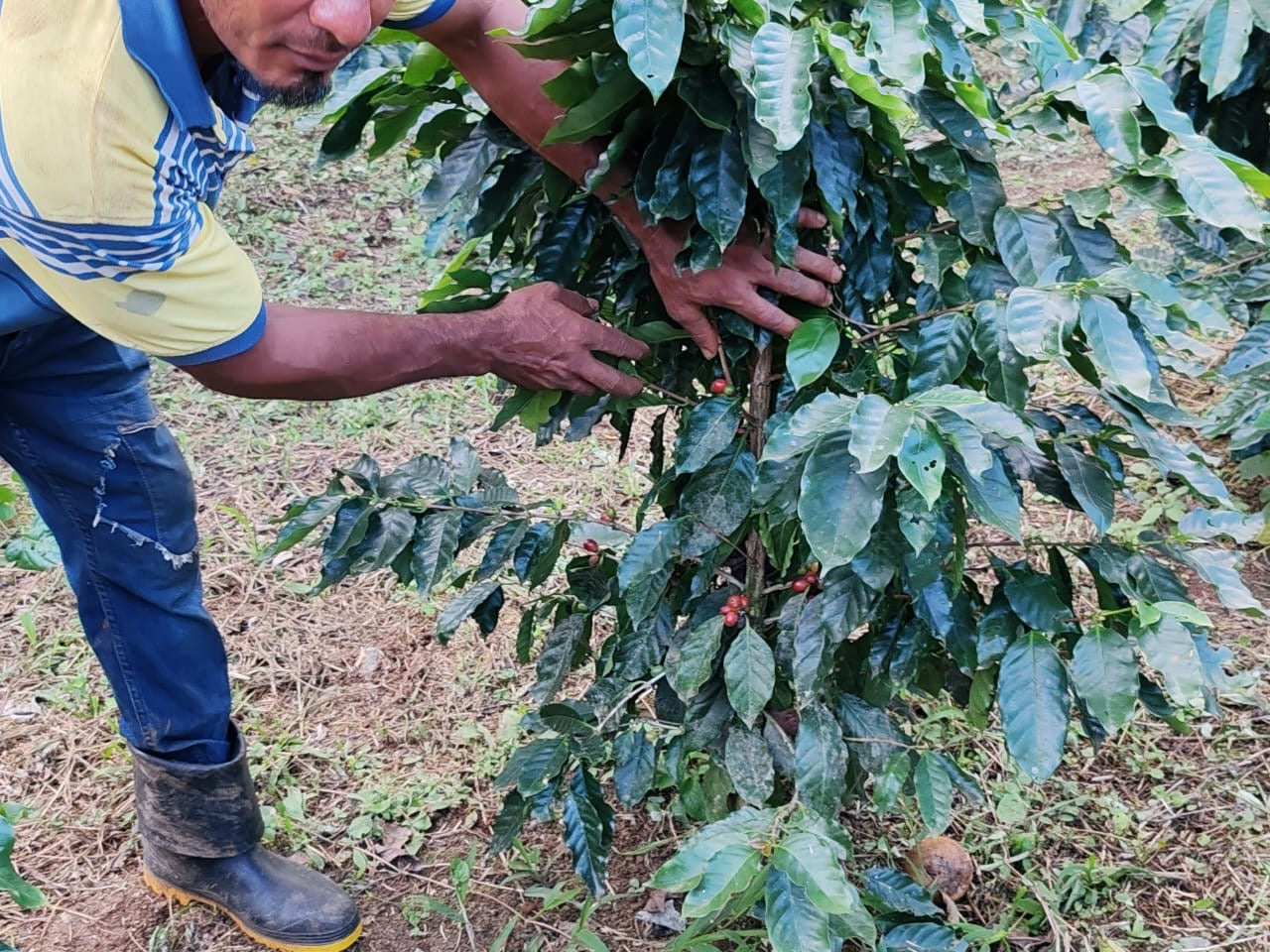 Costa Rica Guanacaste Speciality Coffee - Washed