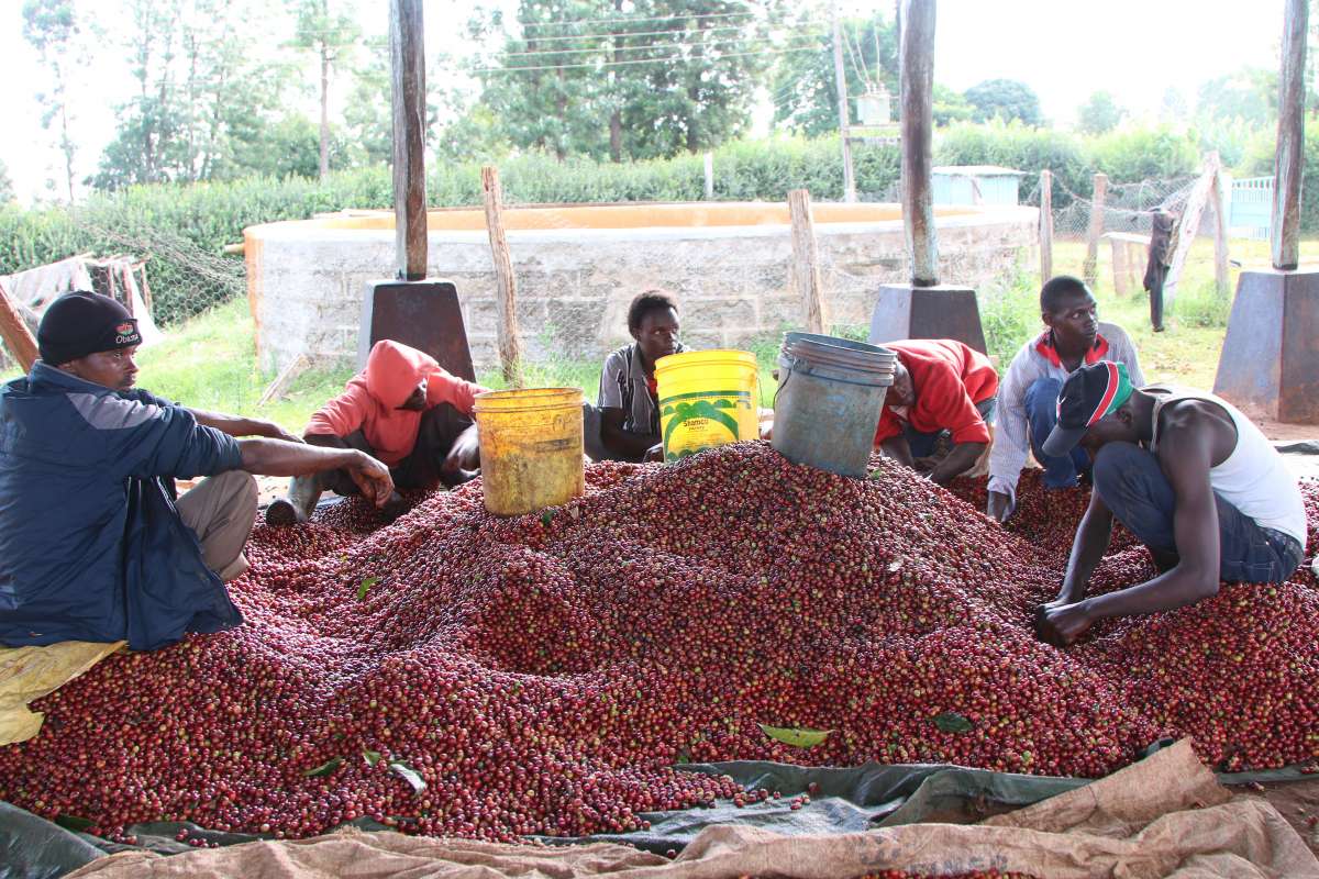 Café de Especialidade do KENYA - Tambaya Nyeri - Lavado