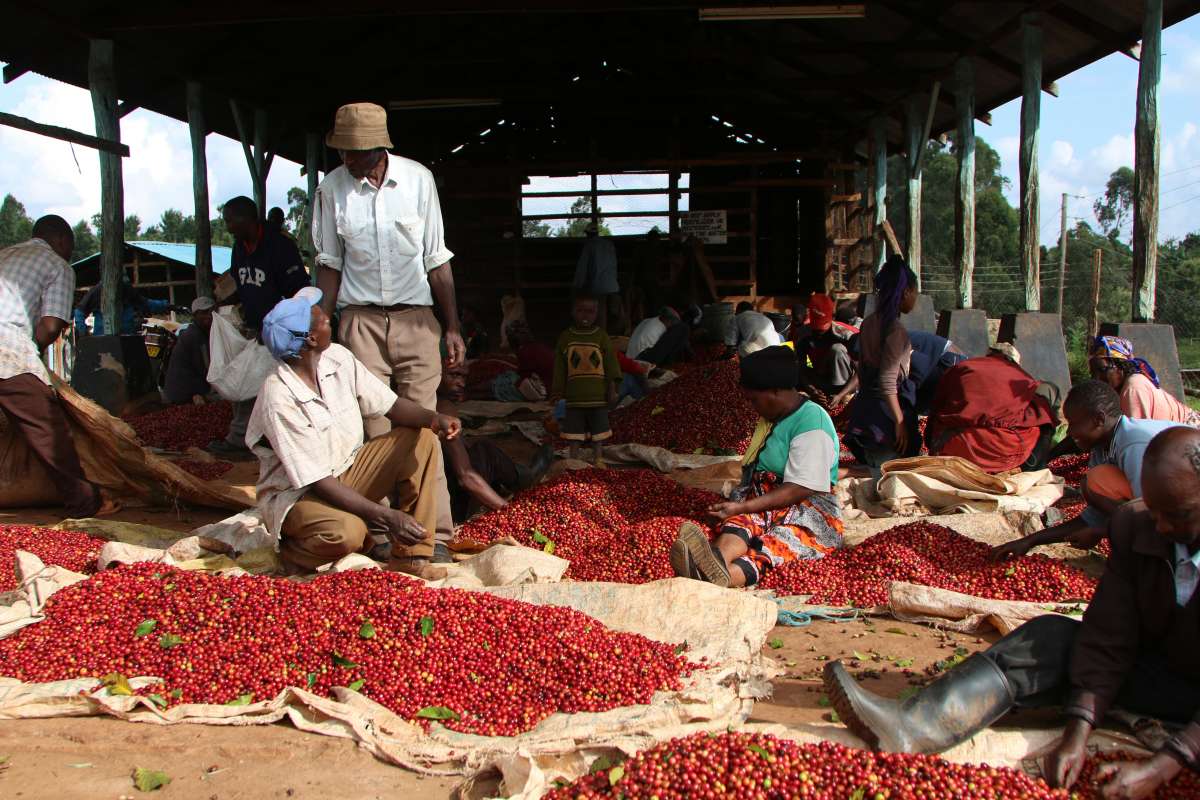 Café de Especialidade do KENYA - Tambaya Nyeri - Lavado