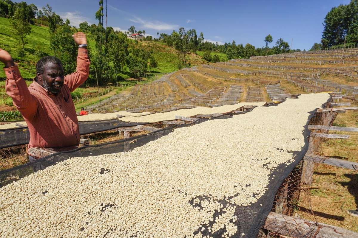 Café de Especialidade do KENYA - Tambaya Nyeri - Lavado