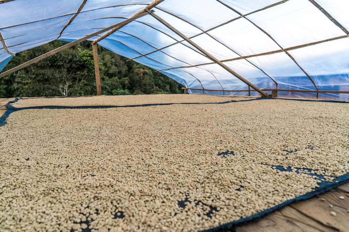 PERU Specialty Coffee P20340 - Cajamarca - Washed