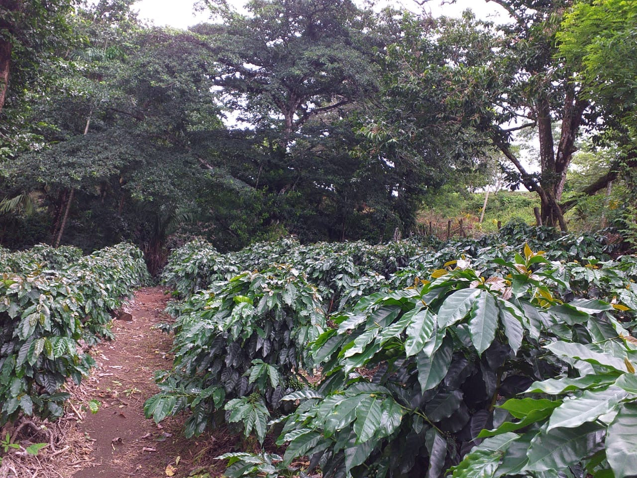 Costa Rica Guanacaste Speciality Coffee - Washed