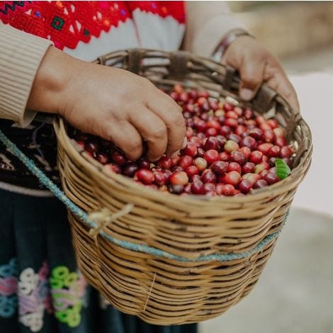 Café de Especialidade do MEXICO (Chiapas) - Lavado