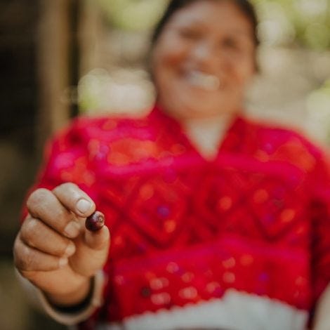 Café de Especialidade do MEXICO (Chiapas) - Lavado