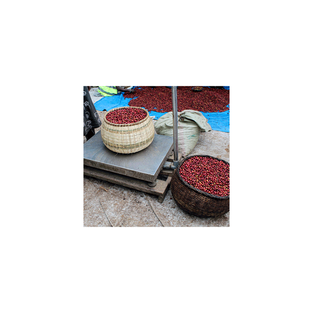 Café de Especialidade do UGANDA - Lavado