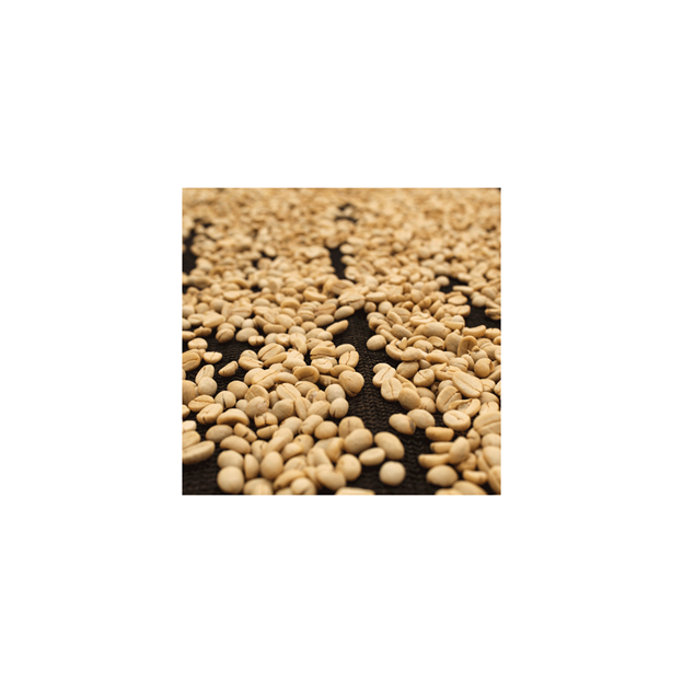 Café de Especialidade do UGANDA - Lavado