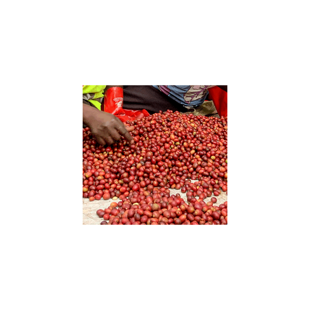 Café de Especialidade do UGANDA - Lavado