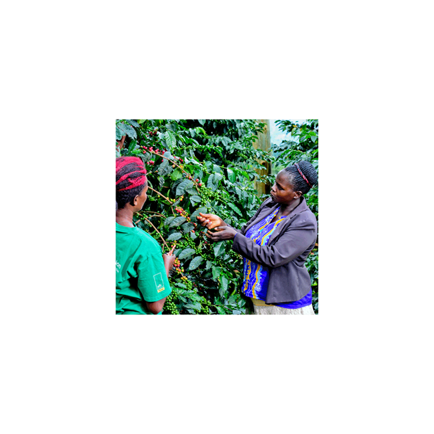 Café de Especialidade do UGANDA - Lavado